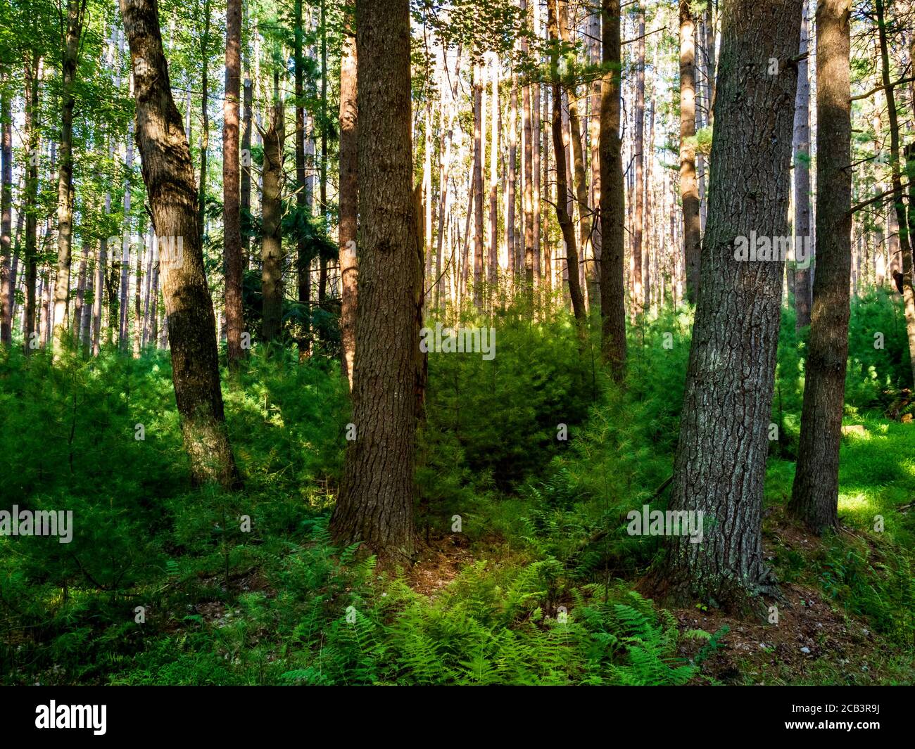 Deep in the forest at Cooks Forest State Park in the Allegheny National Forest of Pennsylvania.  Tall trees packed together tightly with baby pine tre Stock Photo