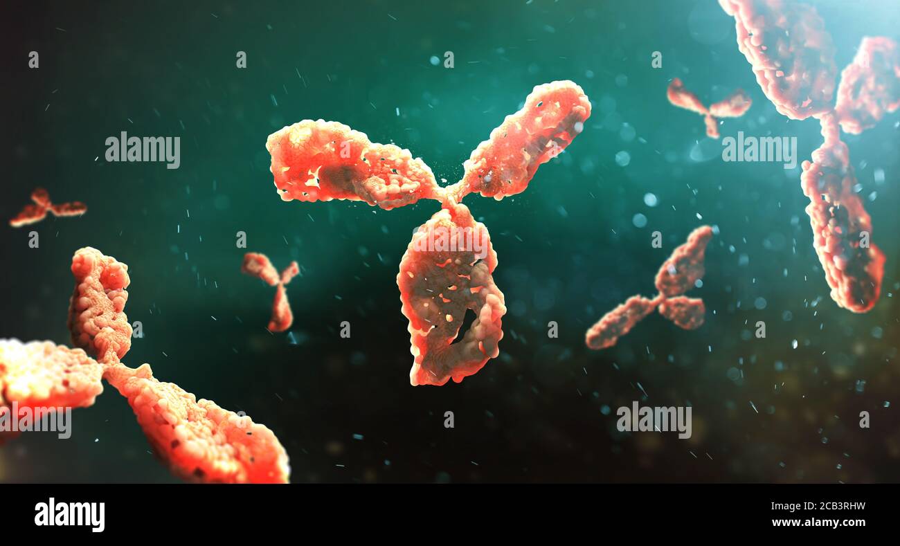 Molecular model of antibody taking part in immune defence. Molecule of immunoglobulin on dark background, 3D illustration Stock Photo