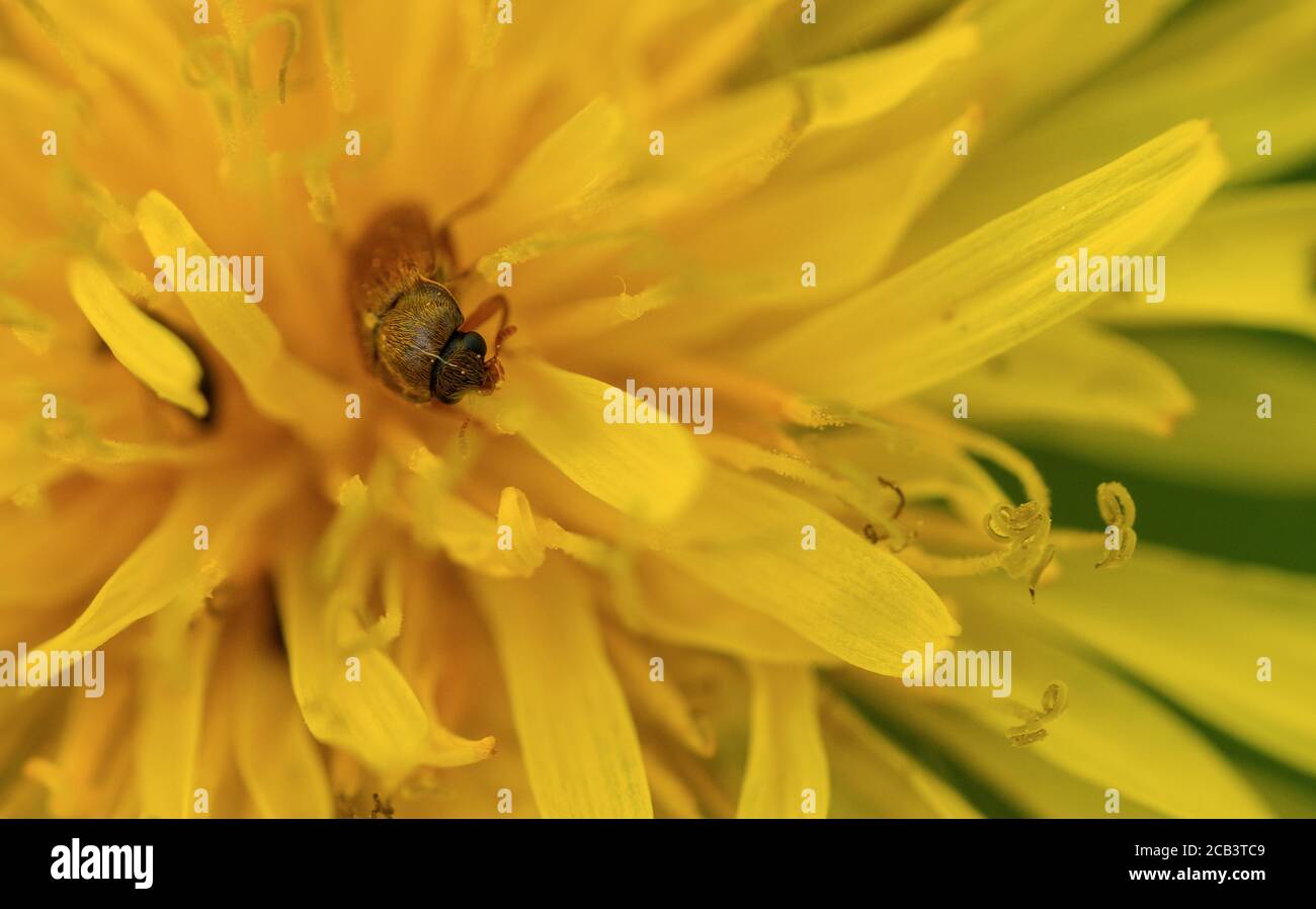 Close up of an insect on dandelion flower Stock Photo