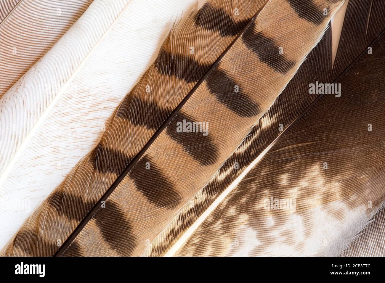 Texture of the various natural feathers Stock Photo