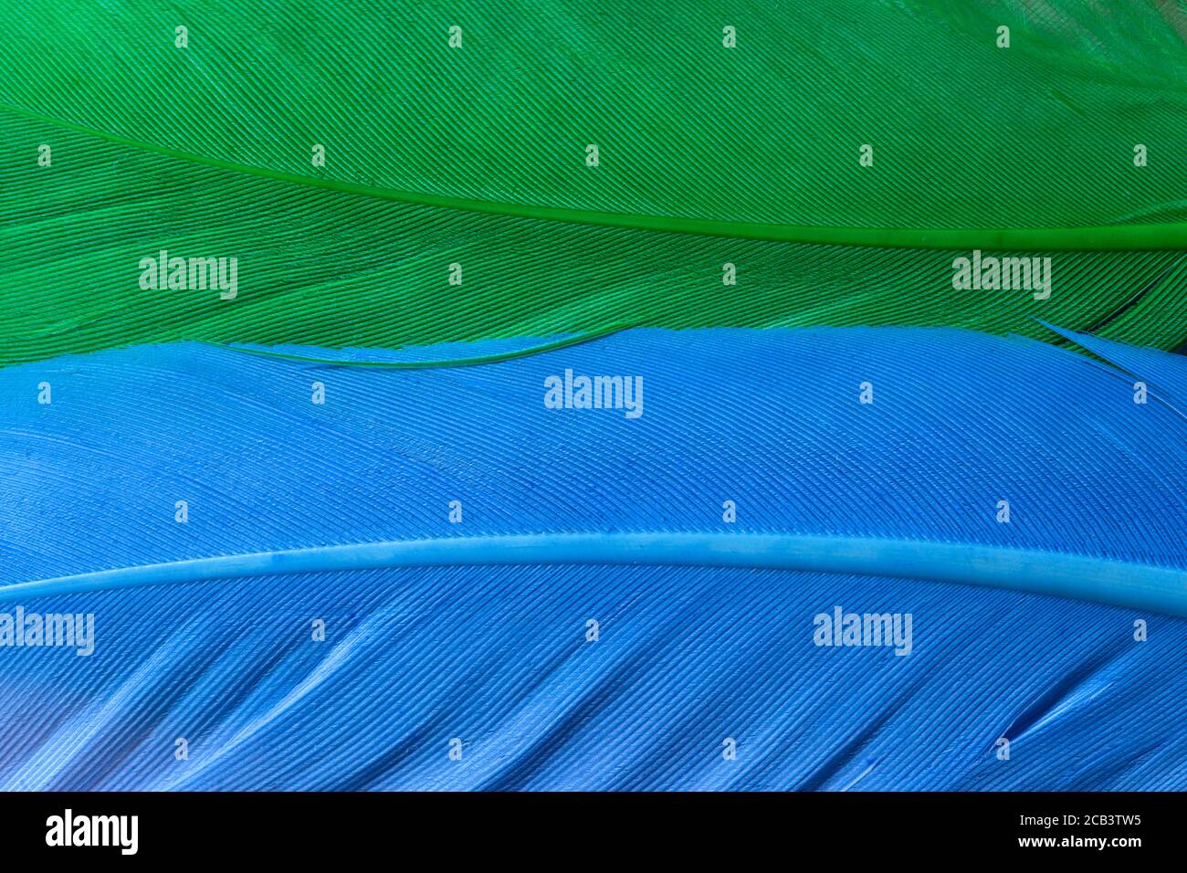 Blue and green artificial feathers texture Stock Photo