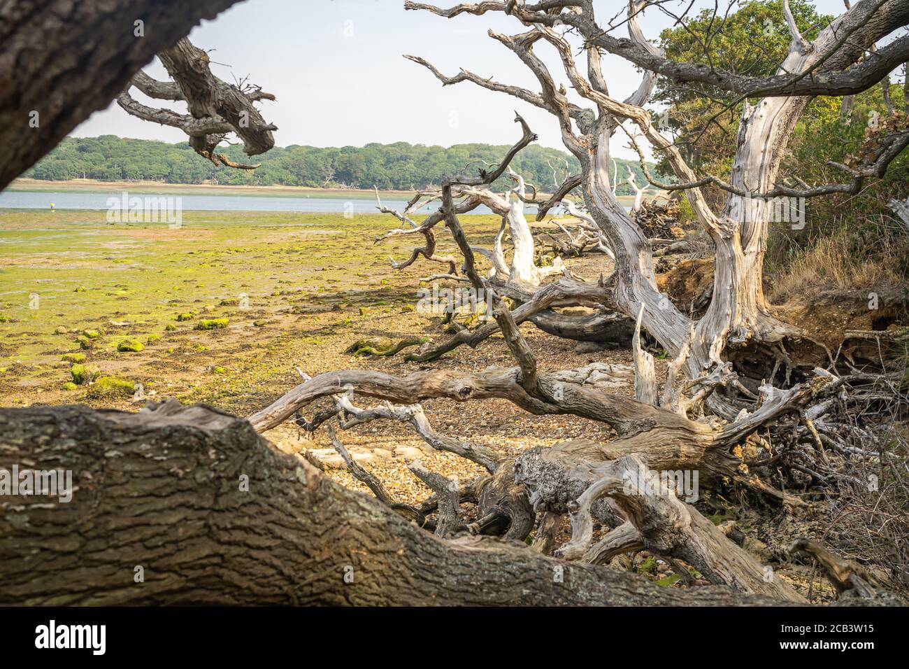 Dead trees and mudflats exposed at low tide Stock Photo