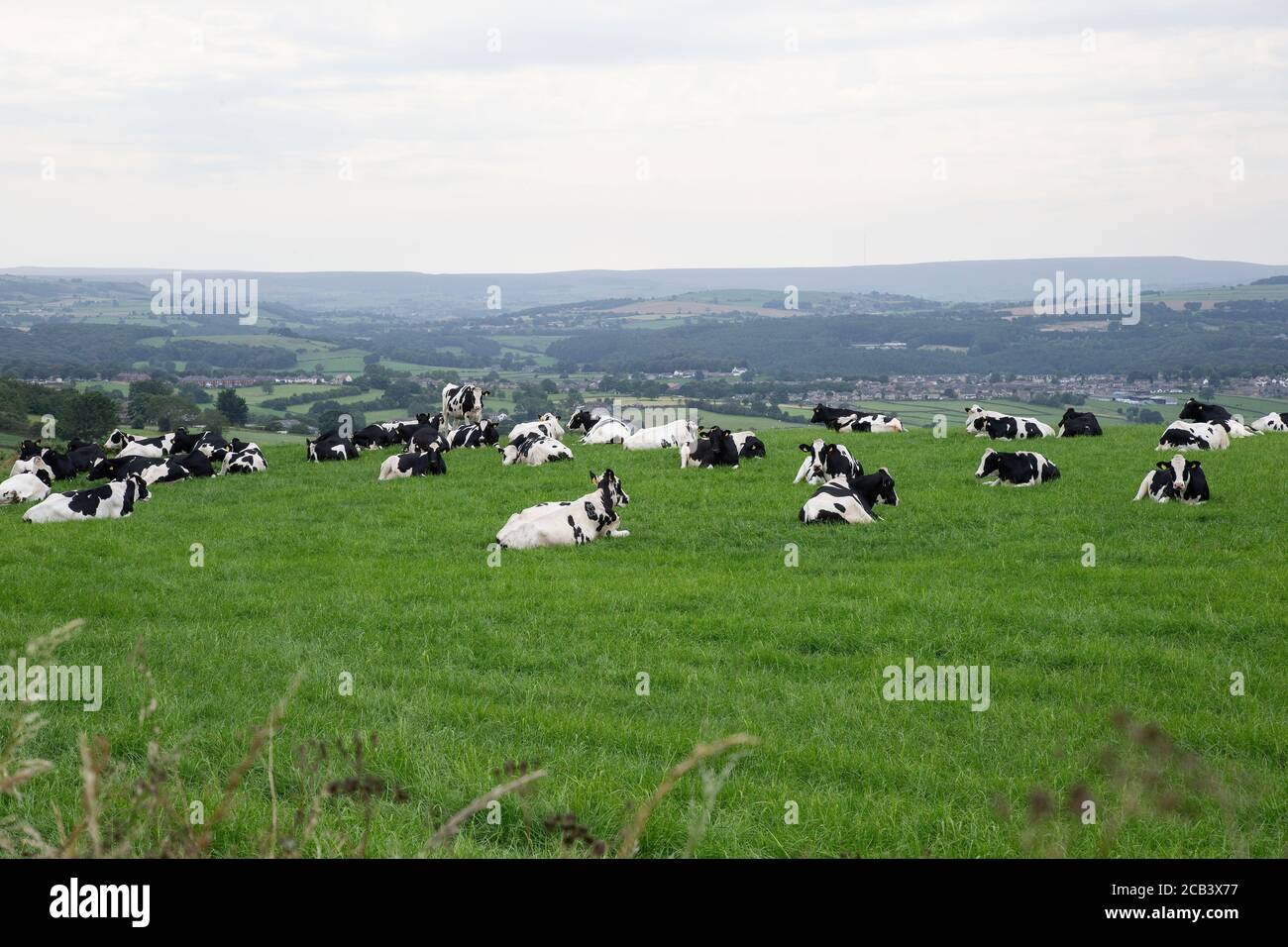A large herd of British Friesian cattle lying down in a grassy field on the Yorkshire uplands during summer in the U.K. Stock Photo