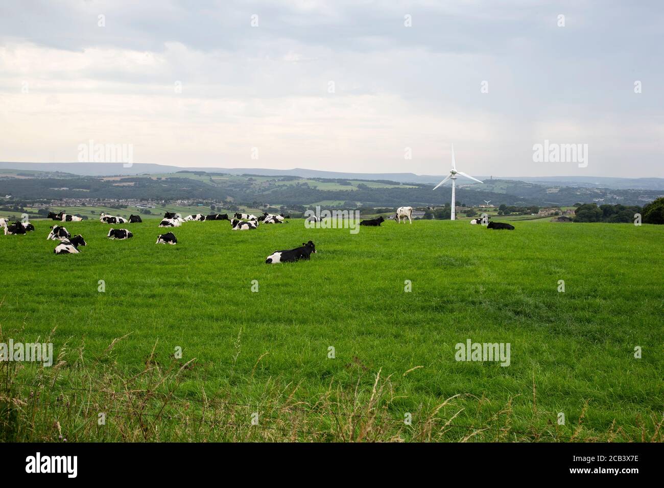 A large herd of British Friesian cattle lying down in a grassy field on ...