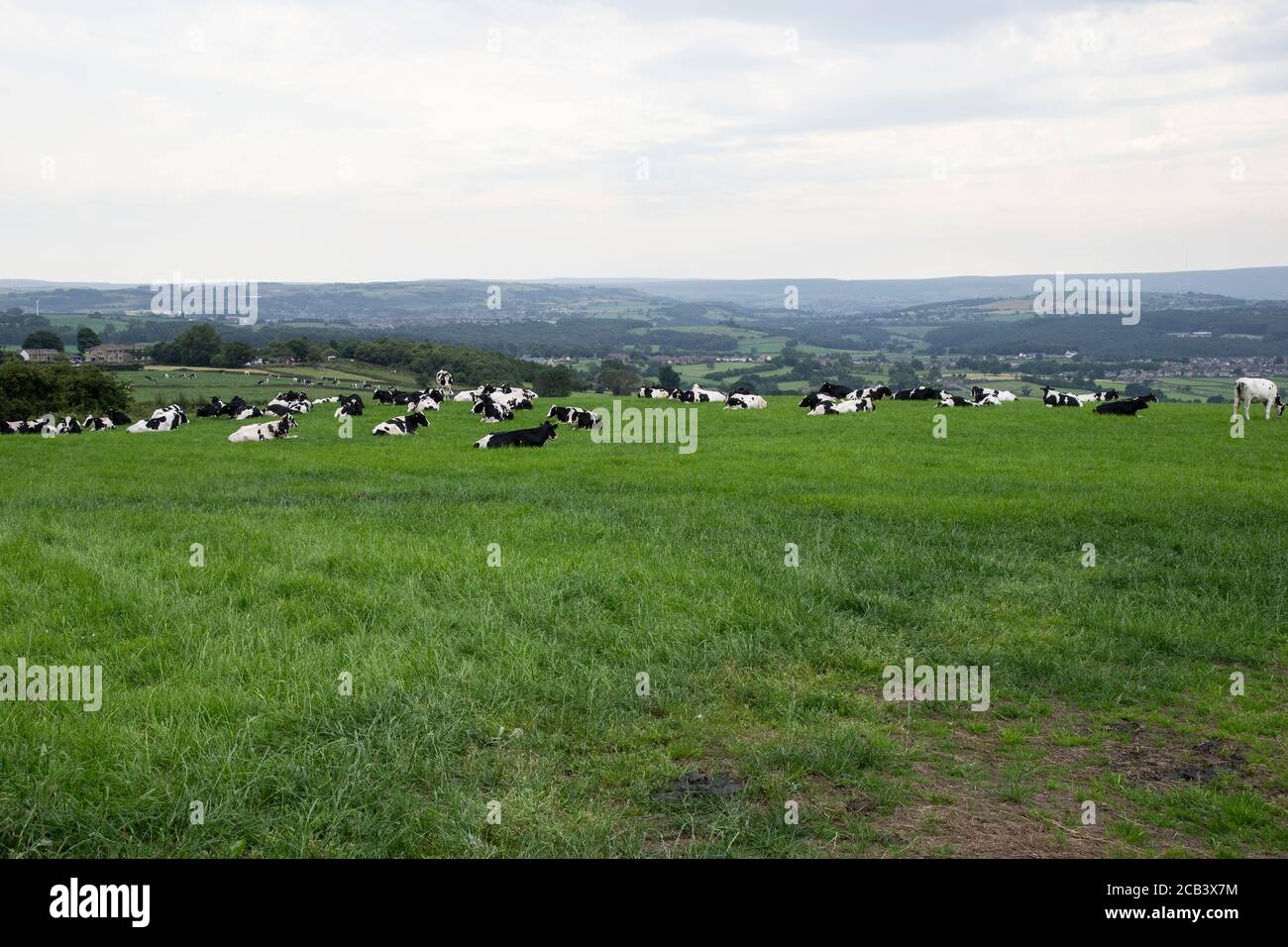 A large herd of British Friesian cattle lying down in a grassy field on ...