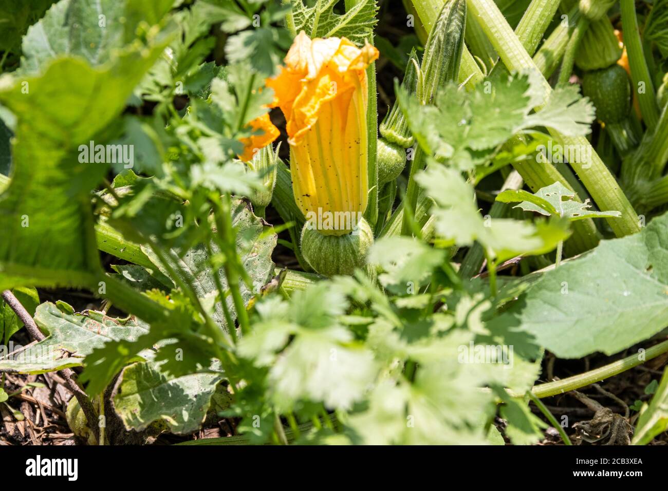 Round pumpkin with flower ready to harvest. self consumption. organic product Stock Photo