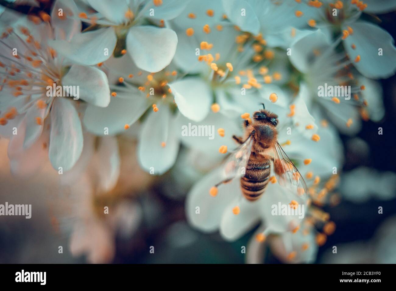 The bee collects pollen from white plum flowers. Spring blossoming scene Stock Photo