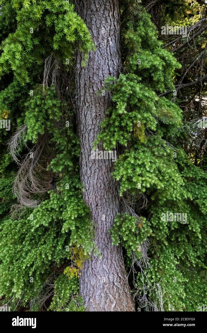 Mountain Hemlock, Tsuga mertensiana, in the Paradise area of Mount Rainier National Park, Washington State, USA Stock Photo
