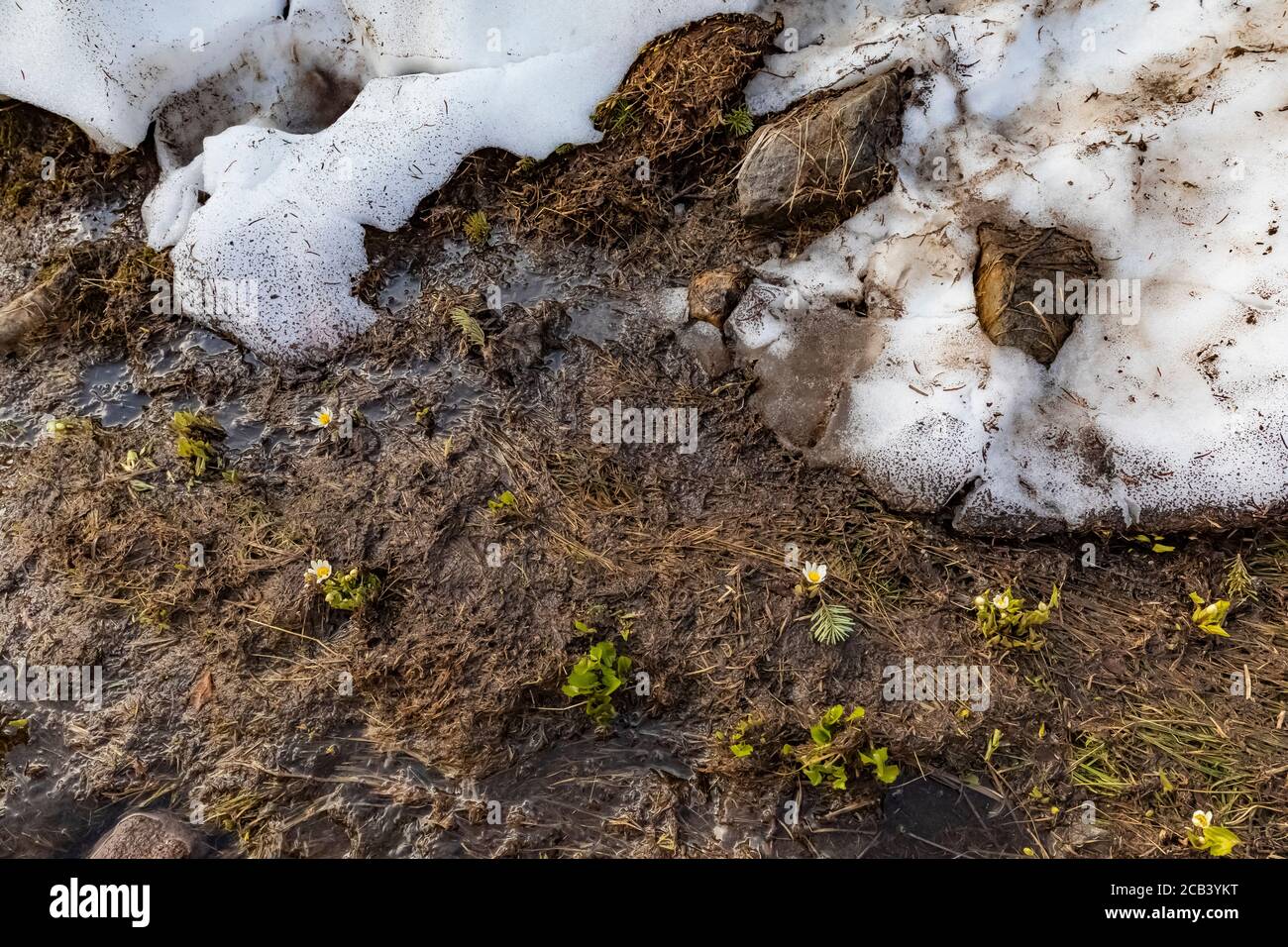 Ranunculus eschscholtzii, Subalpine Buttercup, emerging as the snowbank recedes, in a meadow above Paradise in July in Mount Rainier National Park, Wa Stock Photo