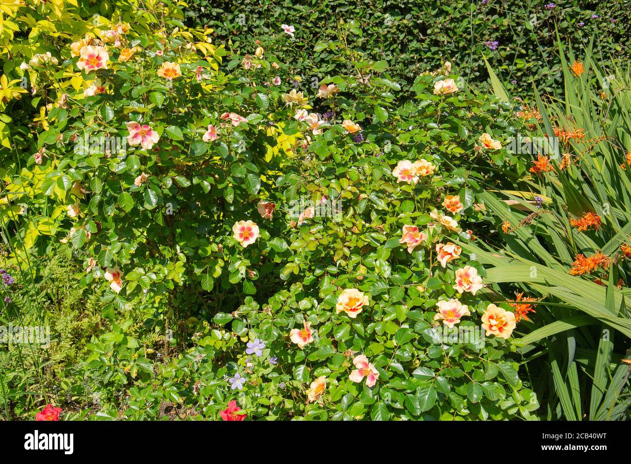 rosa dumalis, glaucous dog rose, is a shrub that can grow up to two mtres high Stock Photo
