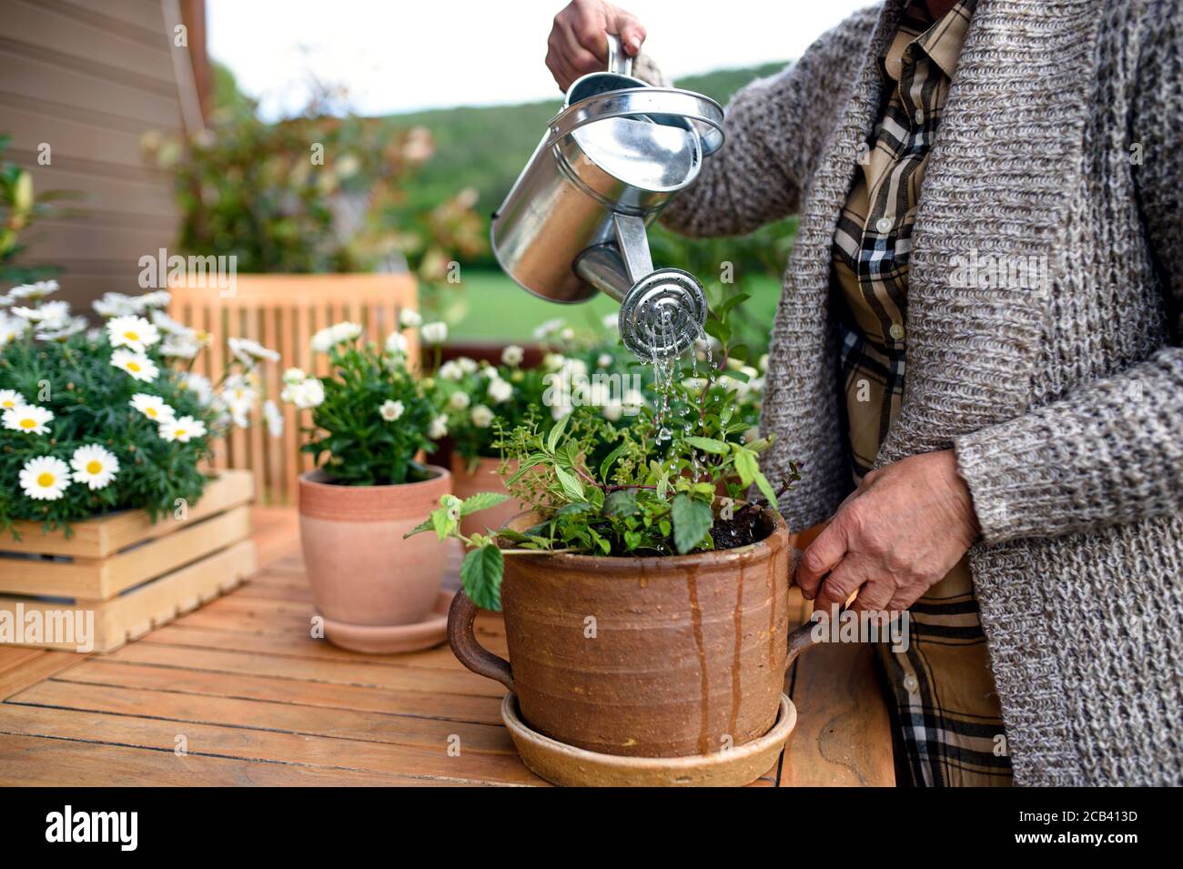 Unrecognizable senior woman gardening on balcony in summer, watering ...