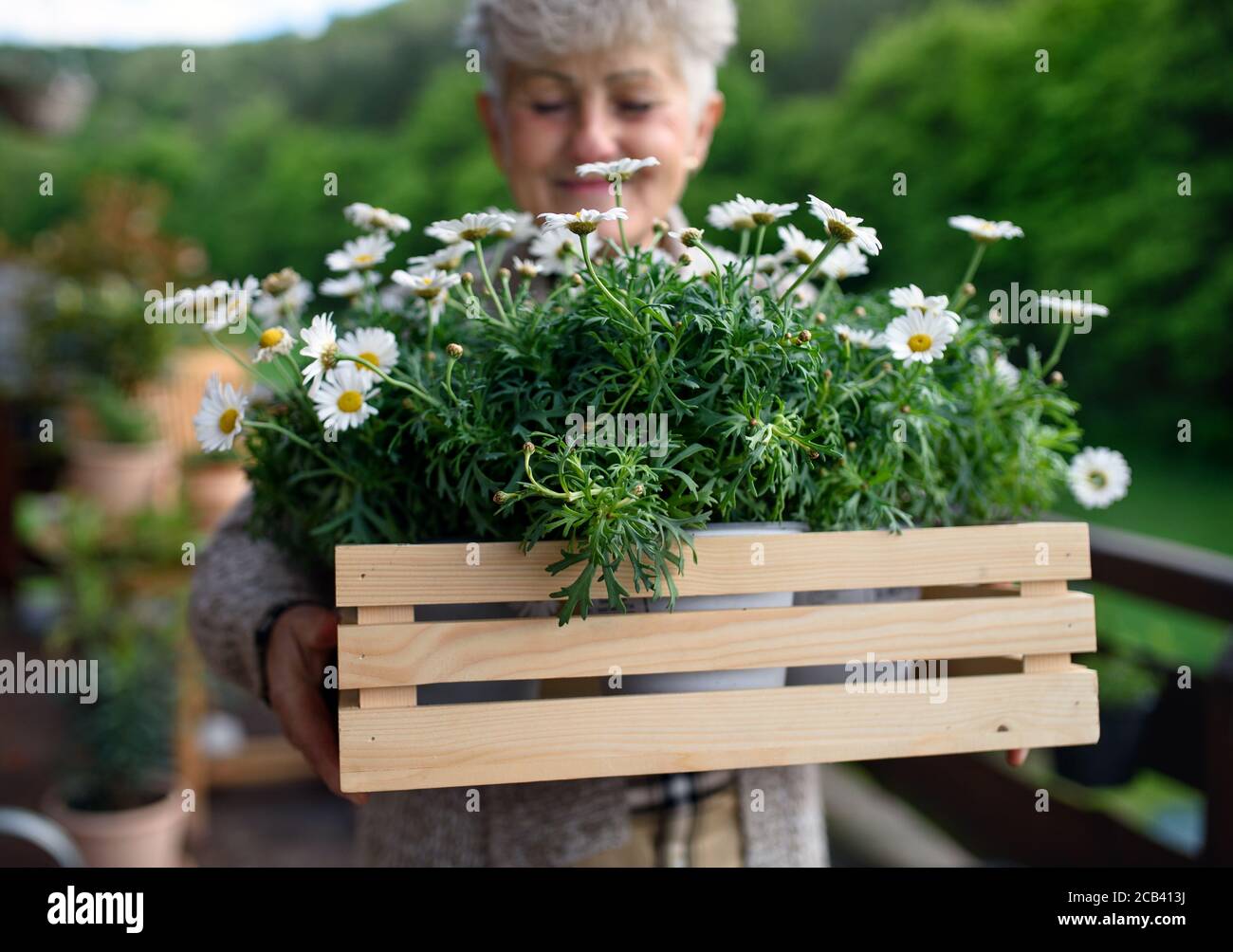 Senior woman gardening on balcony in summer, holding flowering plants ...