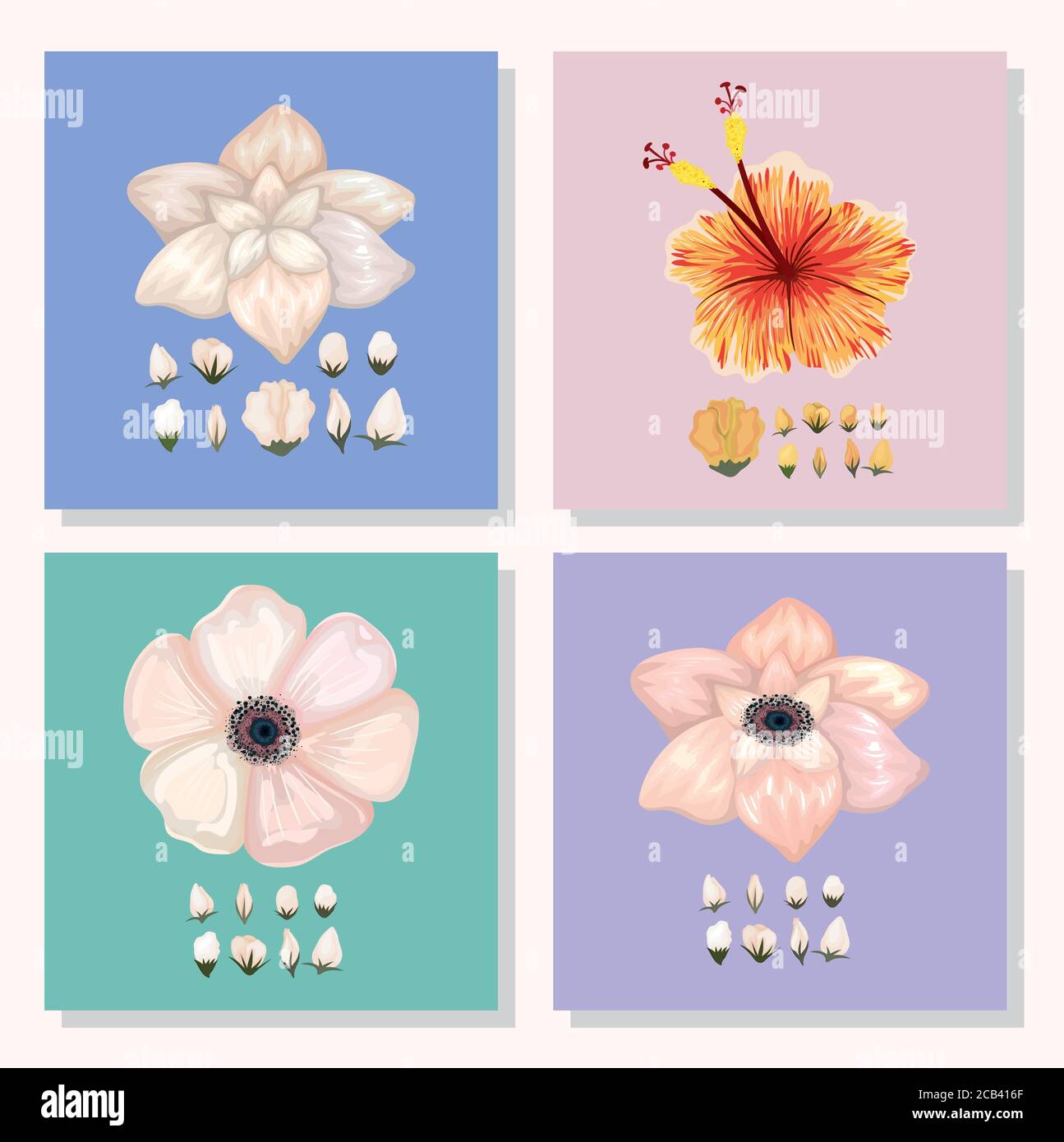 set of flowers with buds painting in frames design, natural floral nature plant ornament garden decoration and botany theme Vector illustration Stock Vector