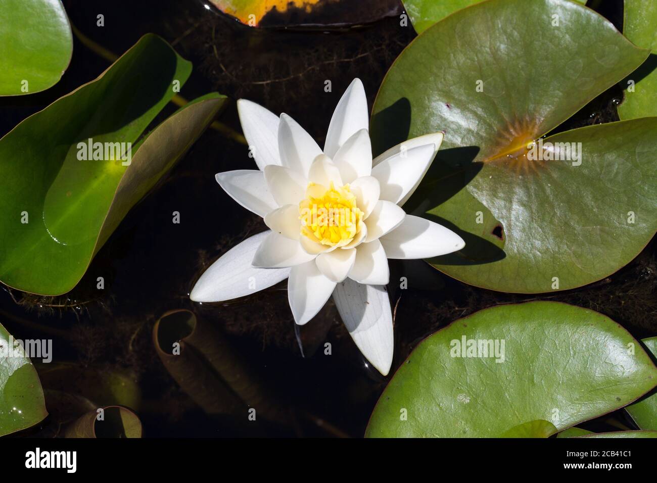 Top down view on Nymphaea hybride Hermine. White, blooming water lily. Stock Photo