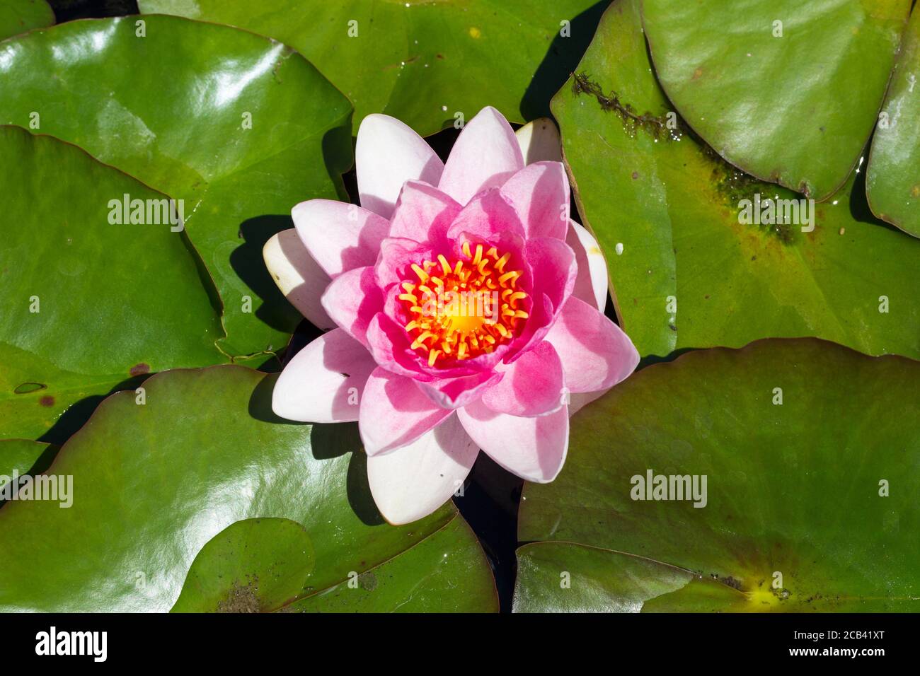 Top down view on water lily ymphaea hybride Charles de Meurville. Pink petals, yellow center. With green leaves around the flower. Stock Photo