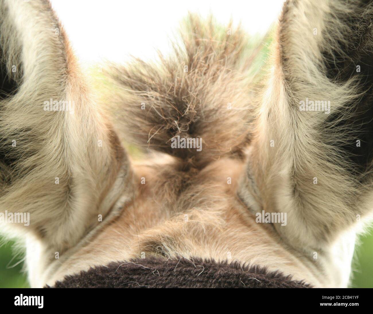 Hair tufts hi-res stock photography and images - Alamy
