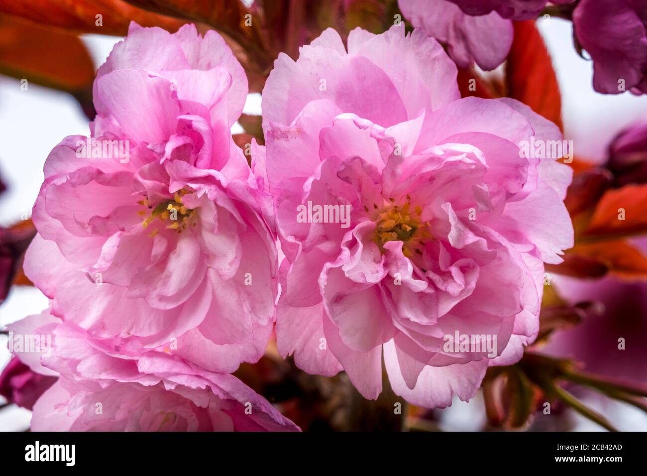 Pink Kwanzan Cherry Tree Blooming Macro. Native to Japan Stock Photo