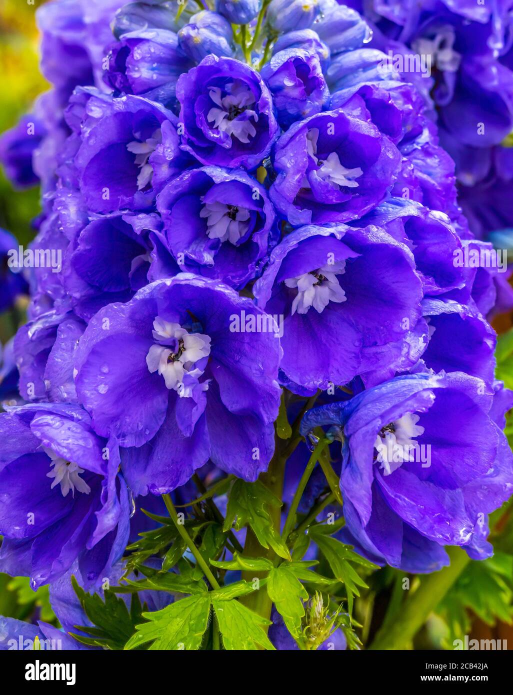 Blue Purple Delphinium Larkspur Blossom Blooming Macro Stock Photo
