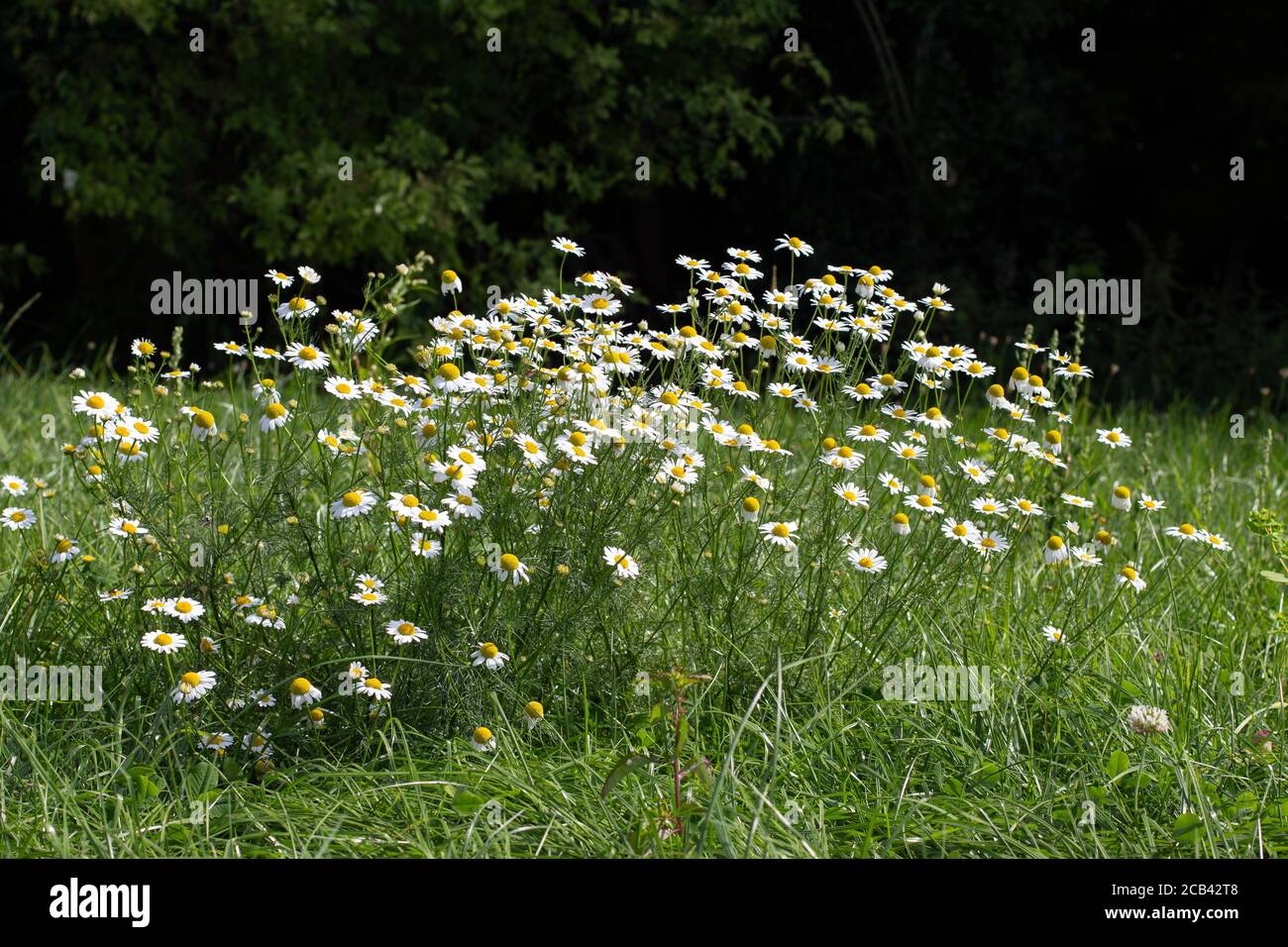 Field chamomile flowers, also called Matricaria chamomilla or kamille ...