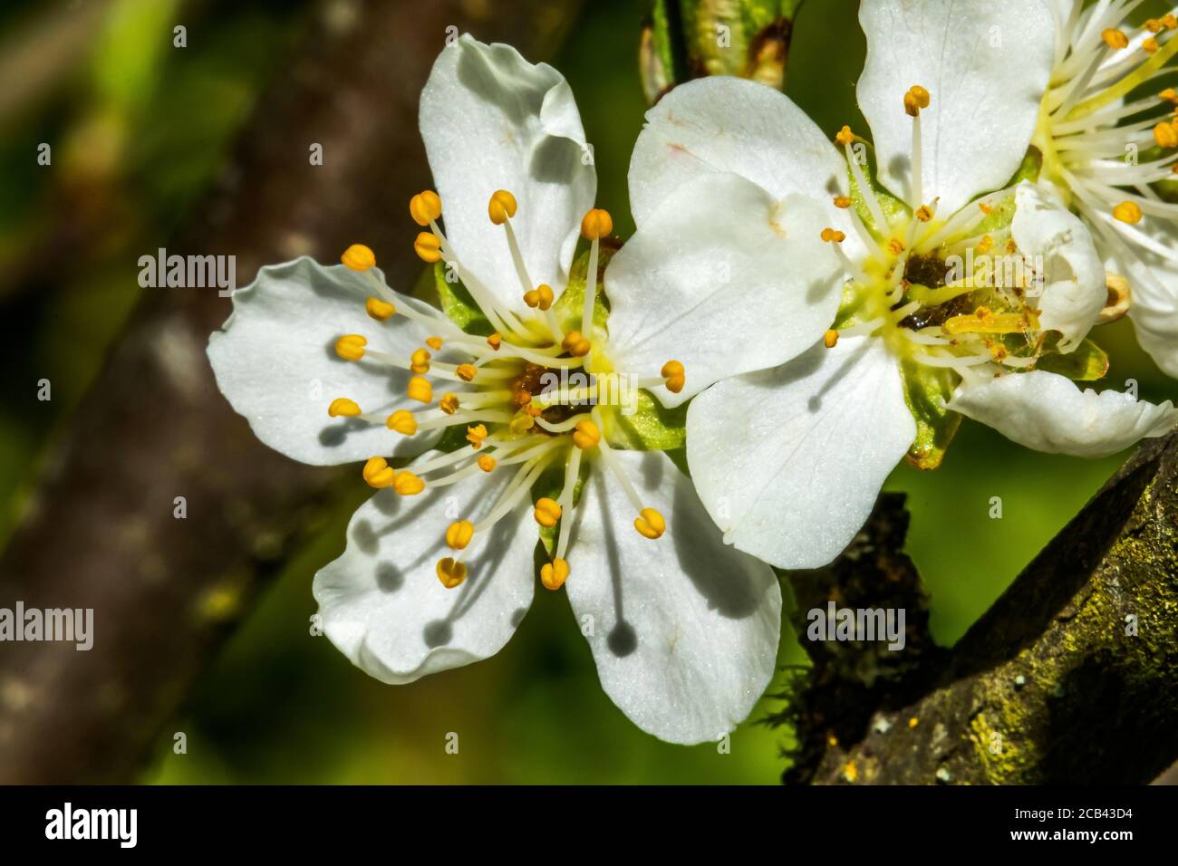 White Plum Blossom Flowering Fruit Tree Washington State Stock Photo