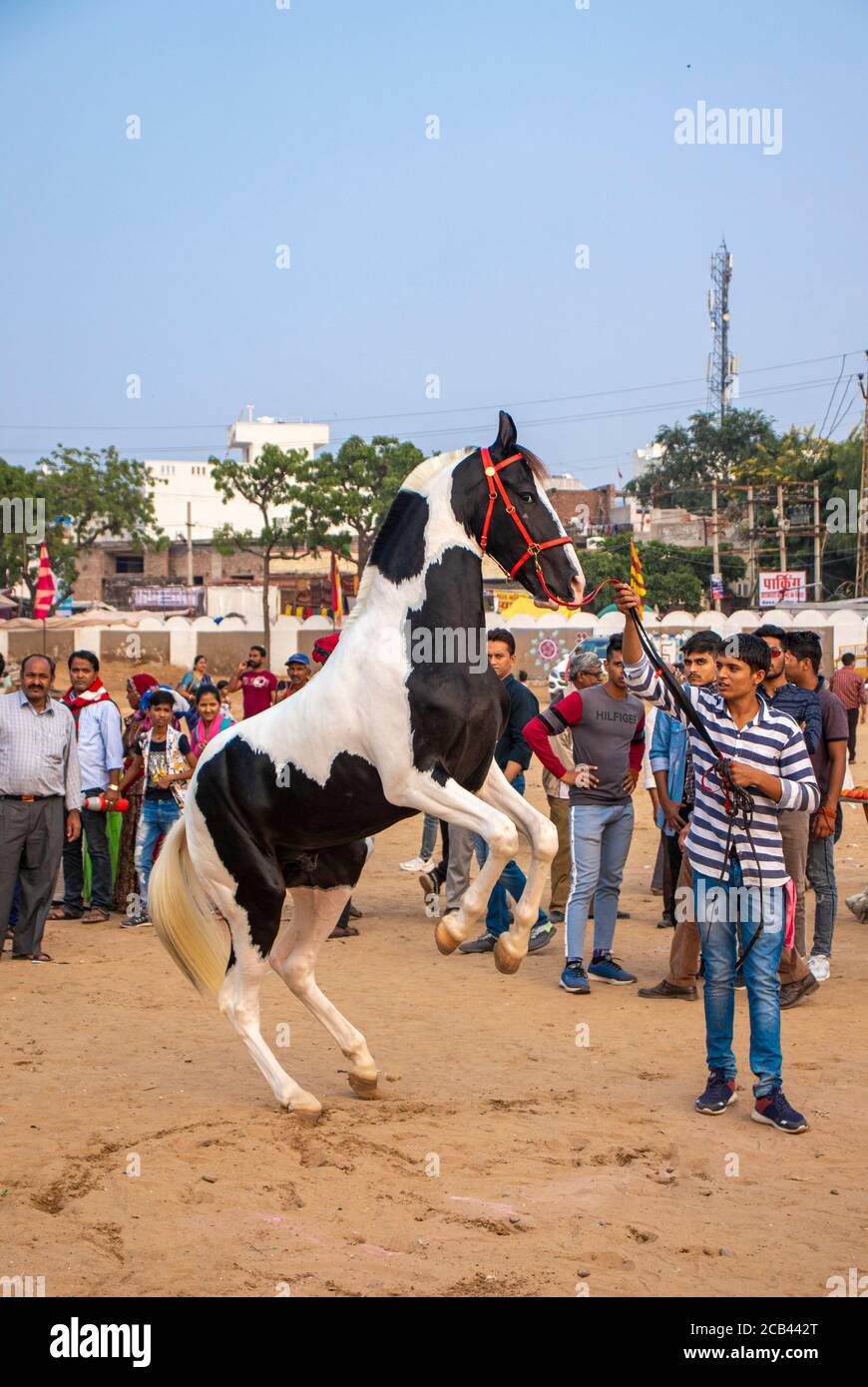 11 December 2019 Pushkar Rajesthan, India .Man Controlling rearing horse at Pushkar camel fair, India. Stock Photo