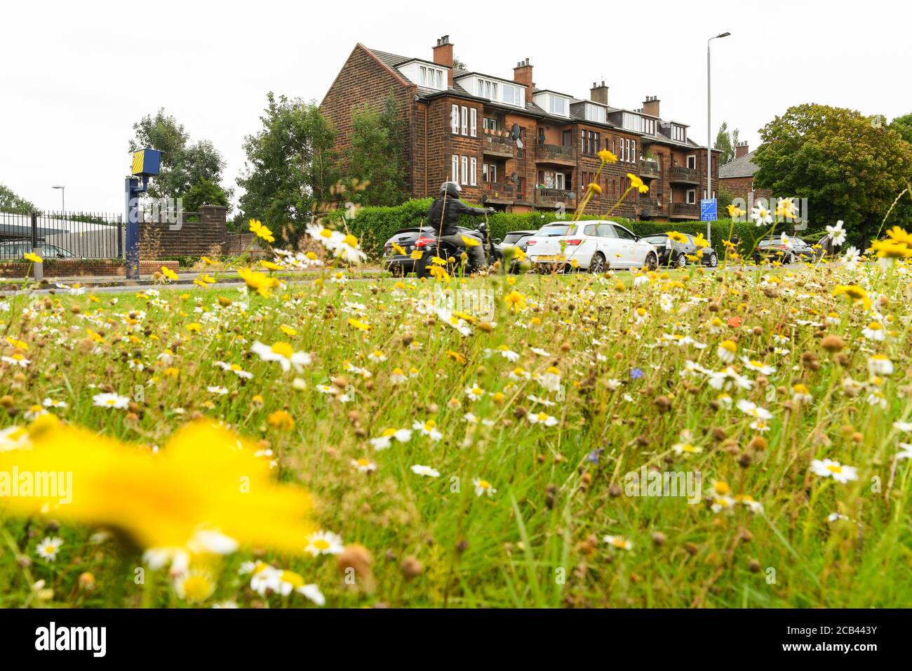 Wildflowers growing on roadside hi-res stock photography and images - Alamy