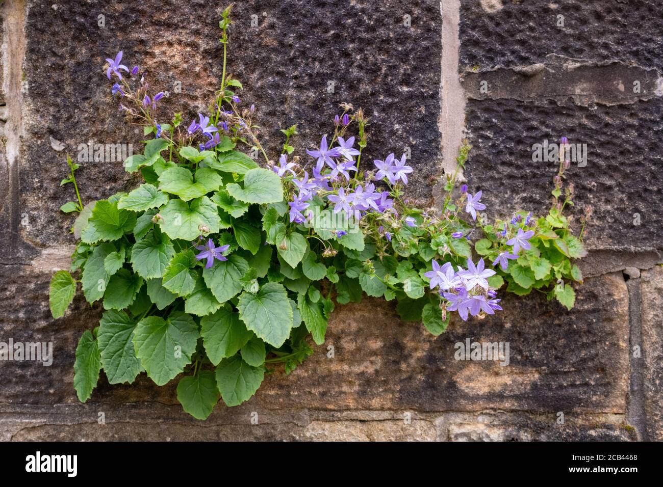 Campanula portenschlagiana or wall bellflower growing on a wall, Glasgow, Scotland, UK Stock Photo