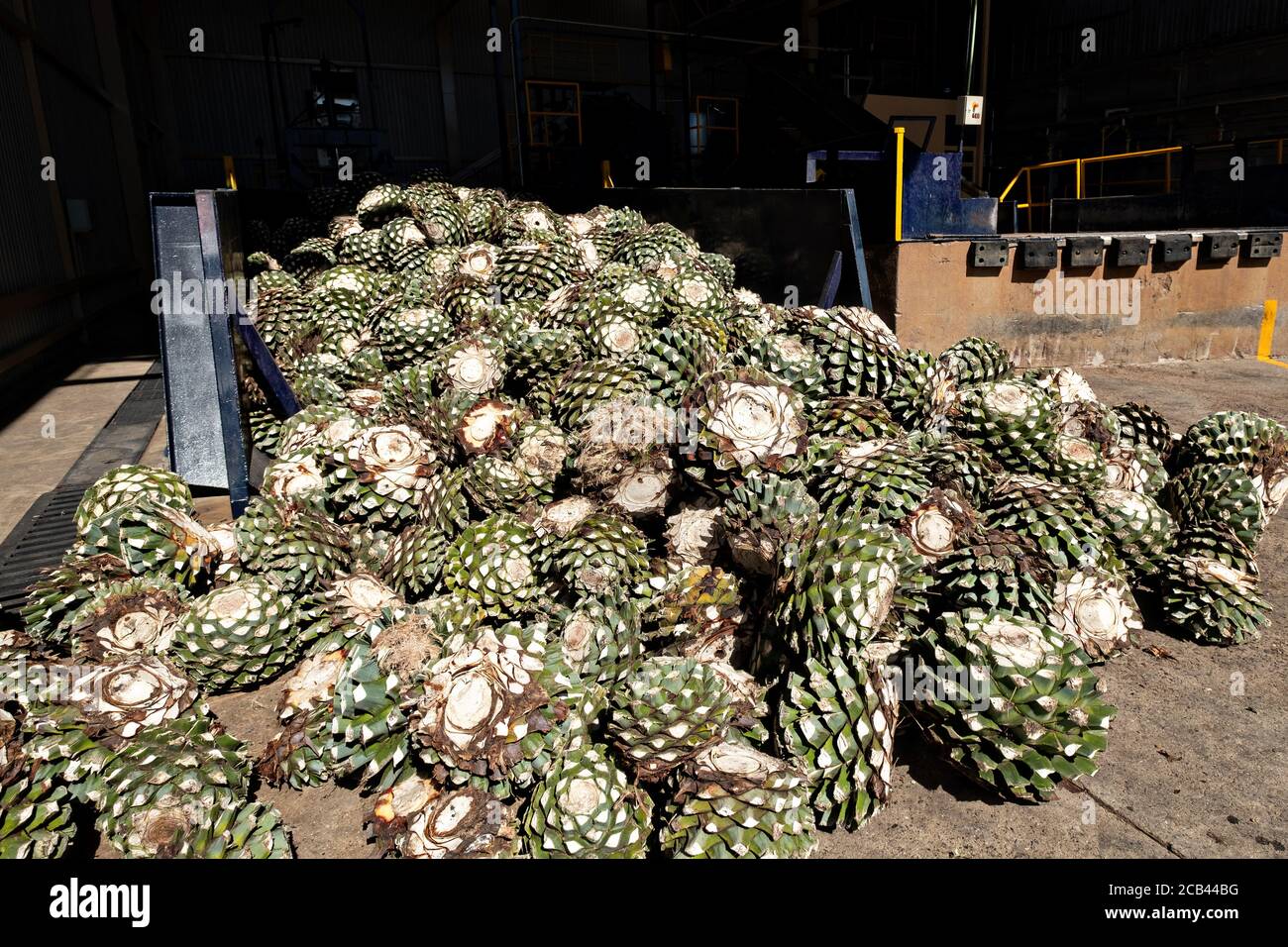 A pile of blue agave pinas ready for intake at the IMAG distillation