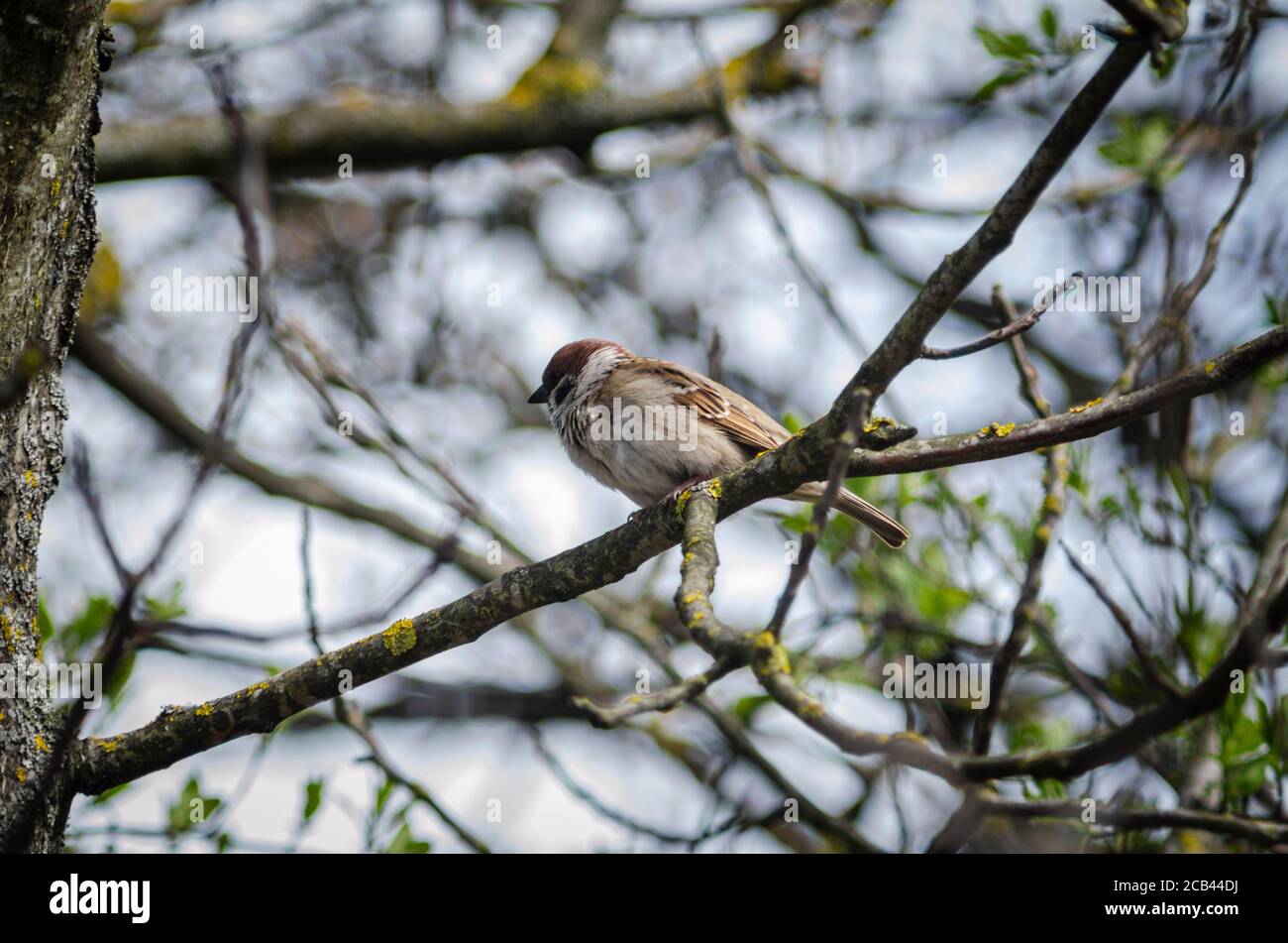 Sparrow on a branch of an Apple tree Stock Photo