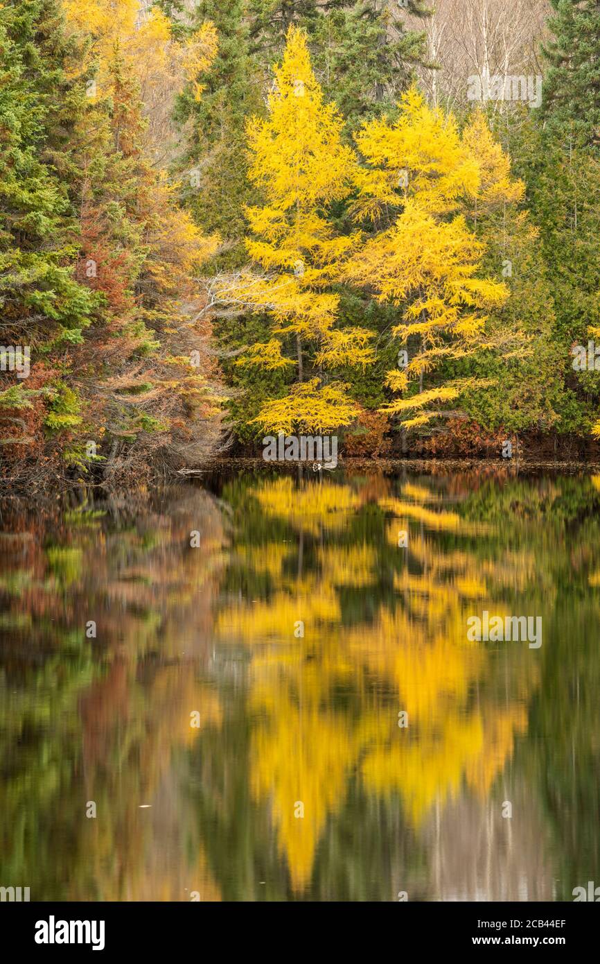 Autumn eastern larch reflected in a beaver pond near Trapper's Pond