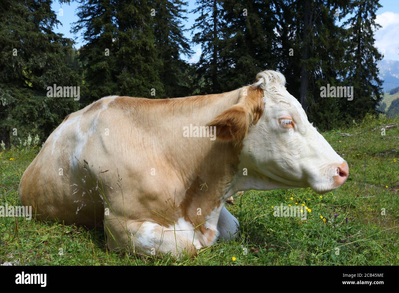 Red and white cow with long white eyelashes lying on alpine meadow in austrian alp with trees and mountains in background. Stock Photo