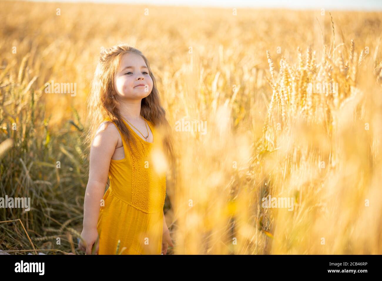 Little Girl In The Wheat Field Stock Photo   Image: 43396838