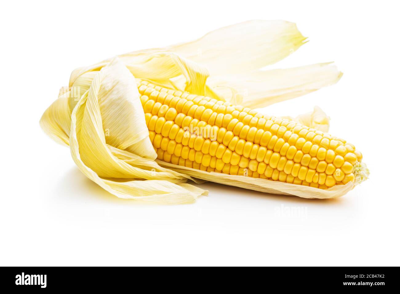 Uncooked corn cob isolated on white background. Stock Photo
