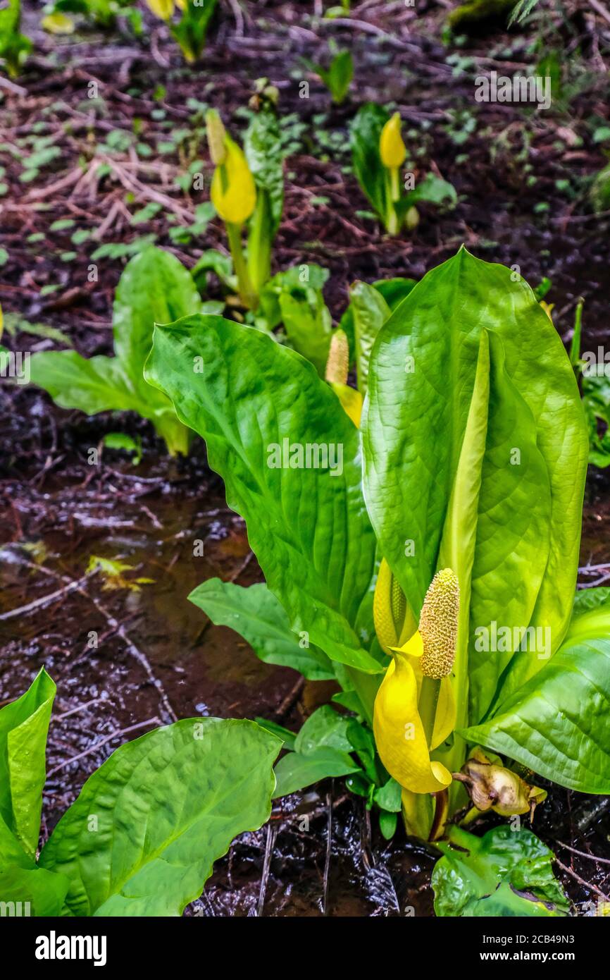 Close up view of western skunk cabbages in wet woods area Stock Photo