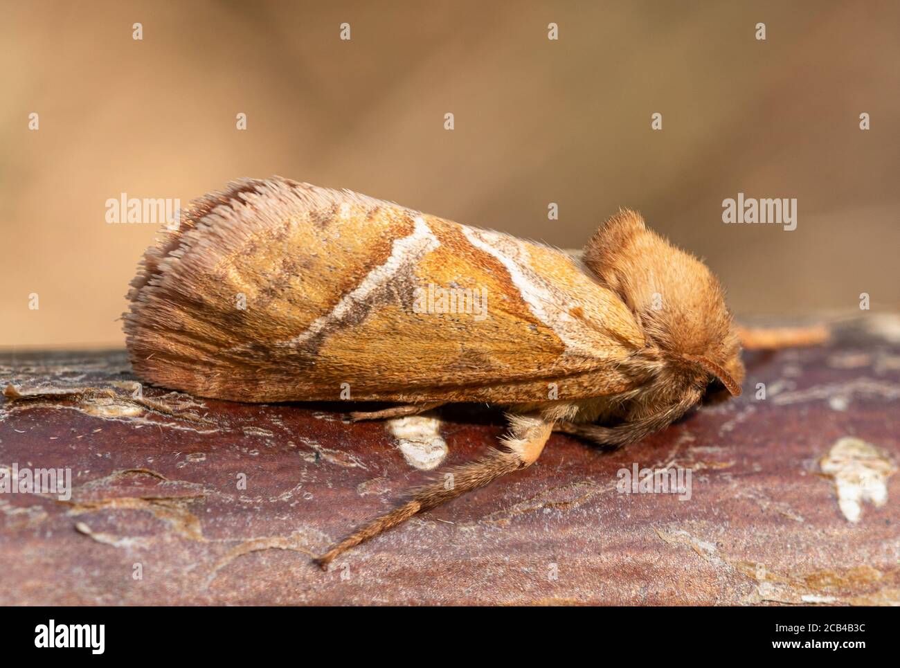 Orange swift moth (Triodia sylvina) Stock Photo