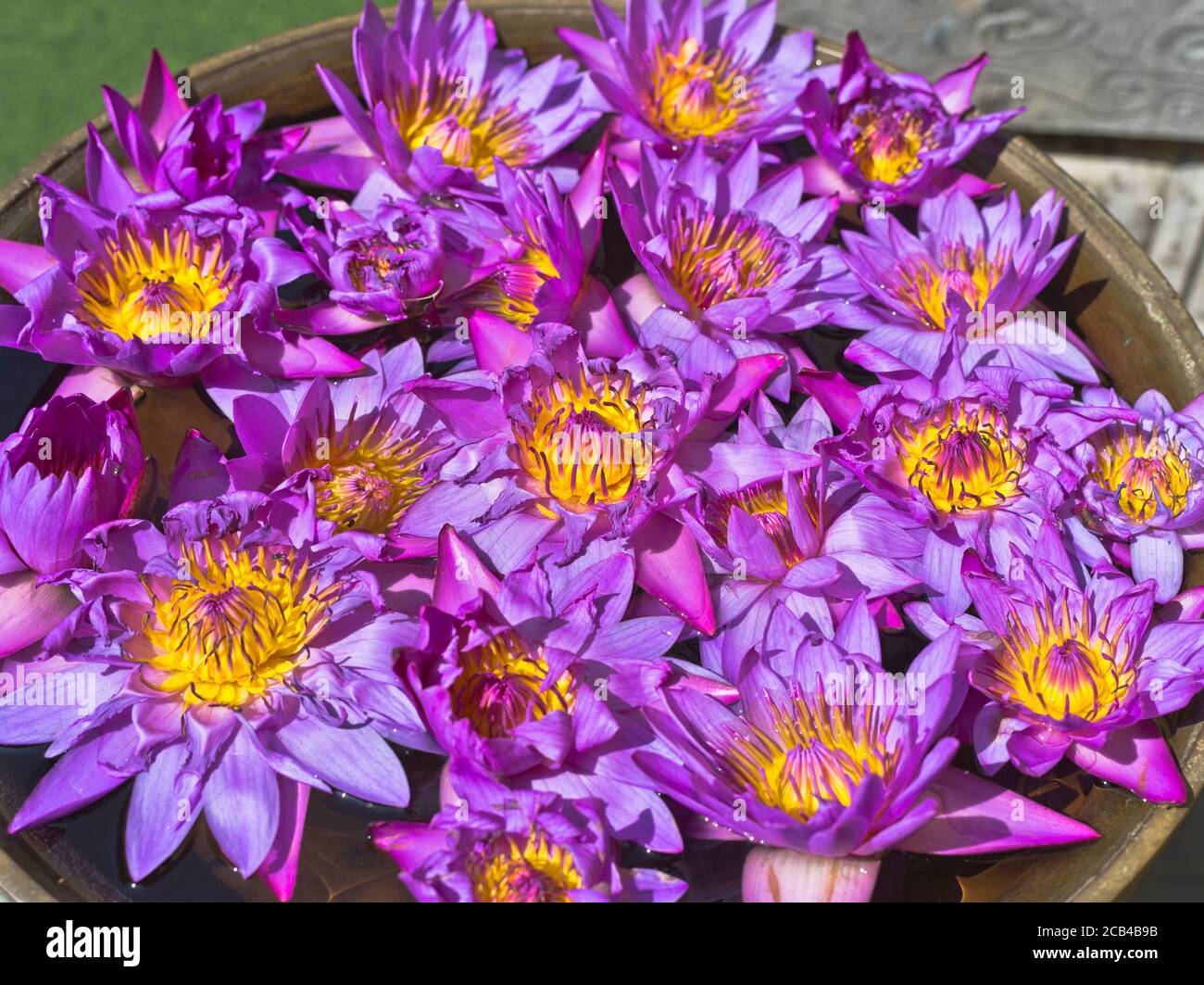 dh Blue star water lily flowers COLOMBO CITY SRI LANKA Temples prayer offerings nymphaea stellata national flower lillies temple Stock Photo