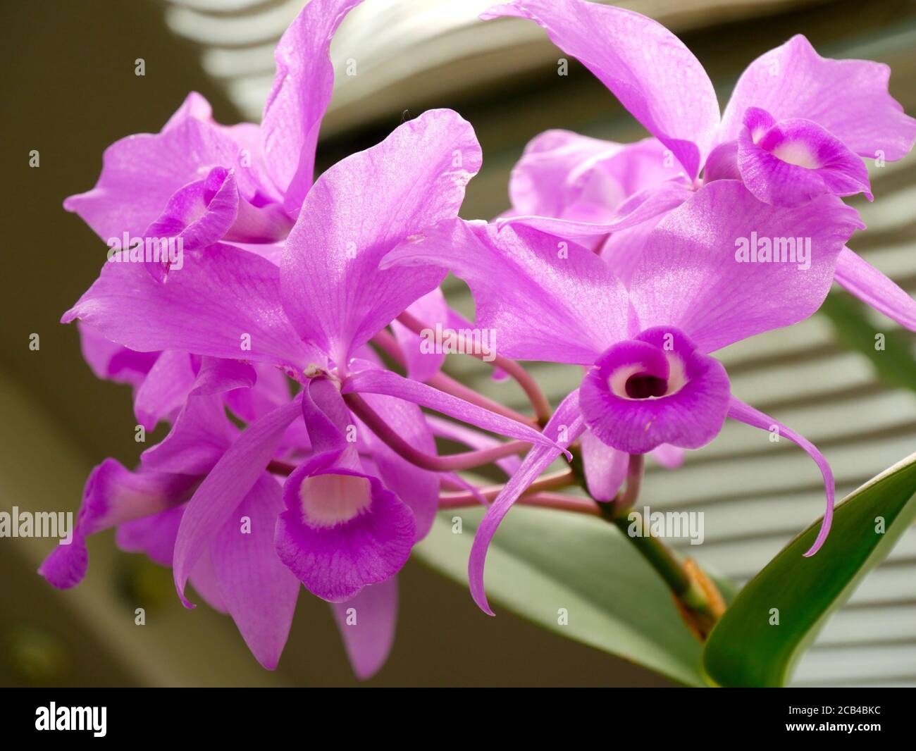 Christmas orchids hi-res stock photography and images - Alamy