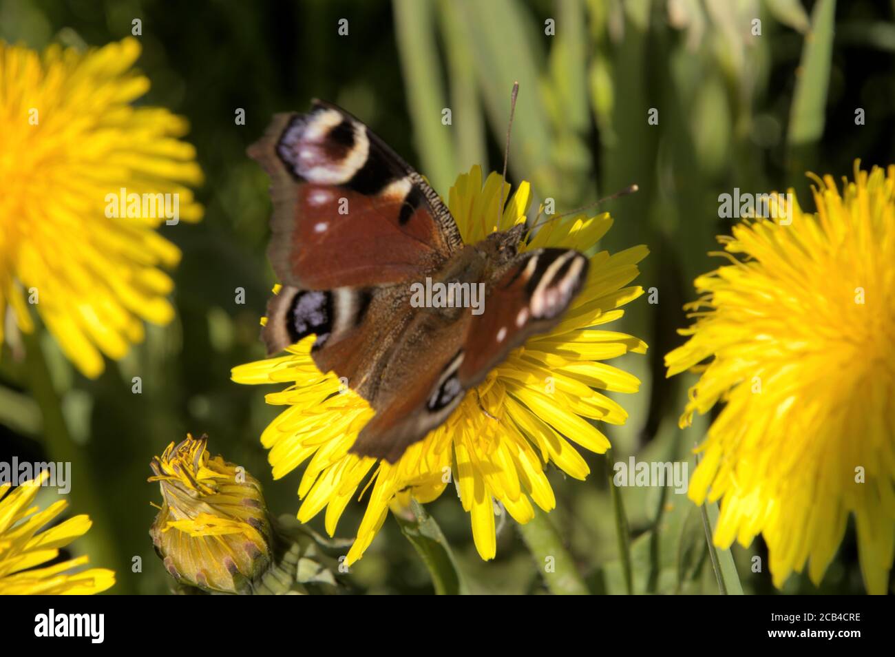 Peacock butterfly (Inachis io) on dandelion flowers Stock Photo - Alamy