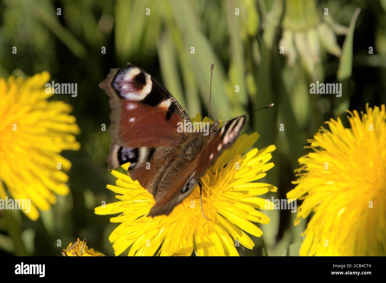 Peacock butterfly (Inachis io) on dandelion flowers Stock Photo - Alamy