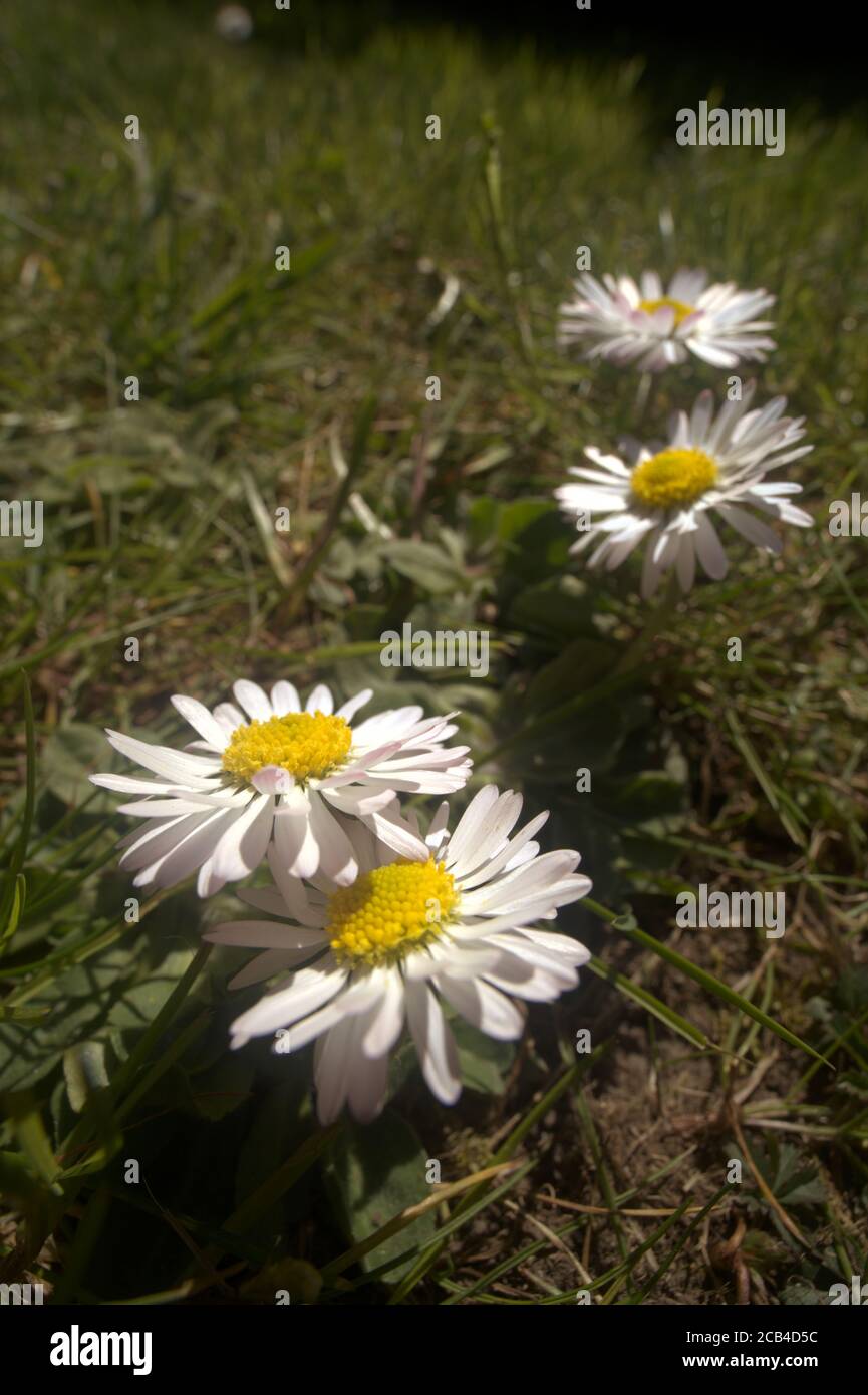 Lawn daisy (Bellis perennis) in domestic garden Stock Photo - Alamy