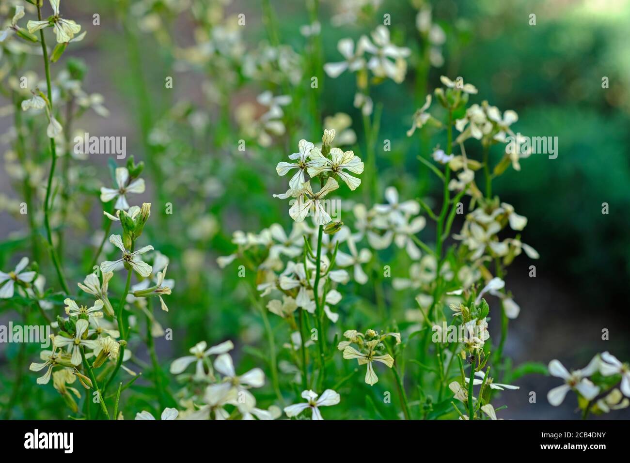 Salad Rocket Flower Eruca Sativa High Resolution Stock Photography And Images Alamy