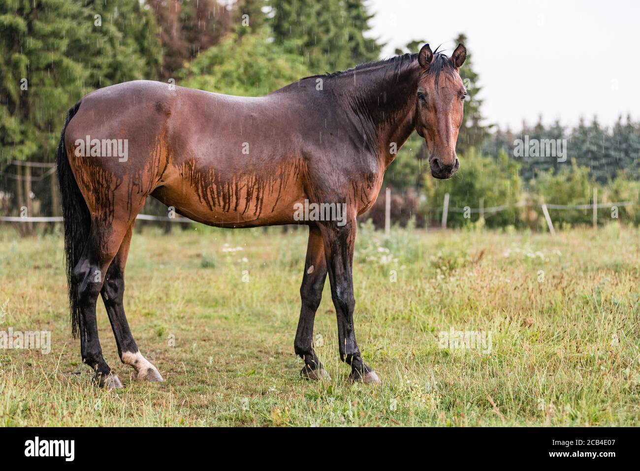 A wet horse with raindrops running down on fur. A horse standing in a green pasture during a
