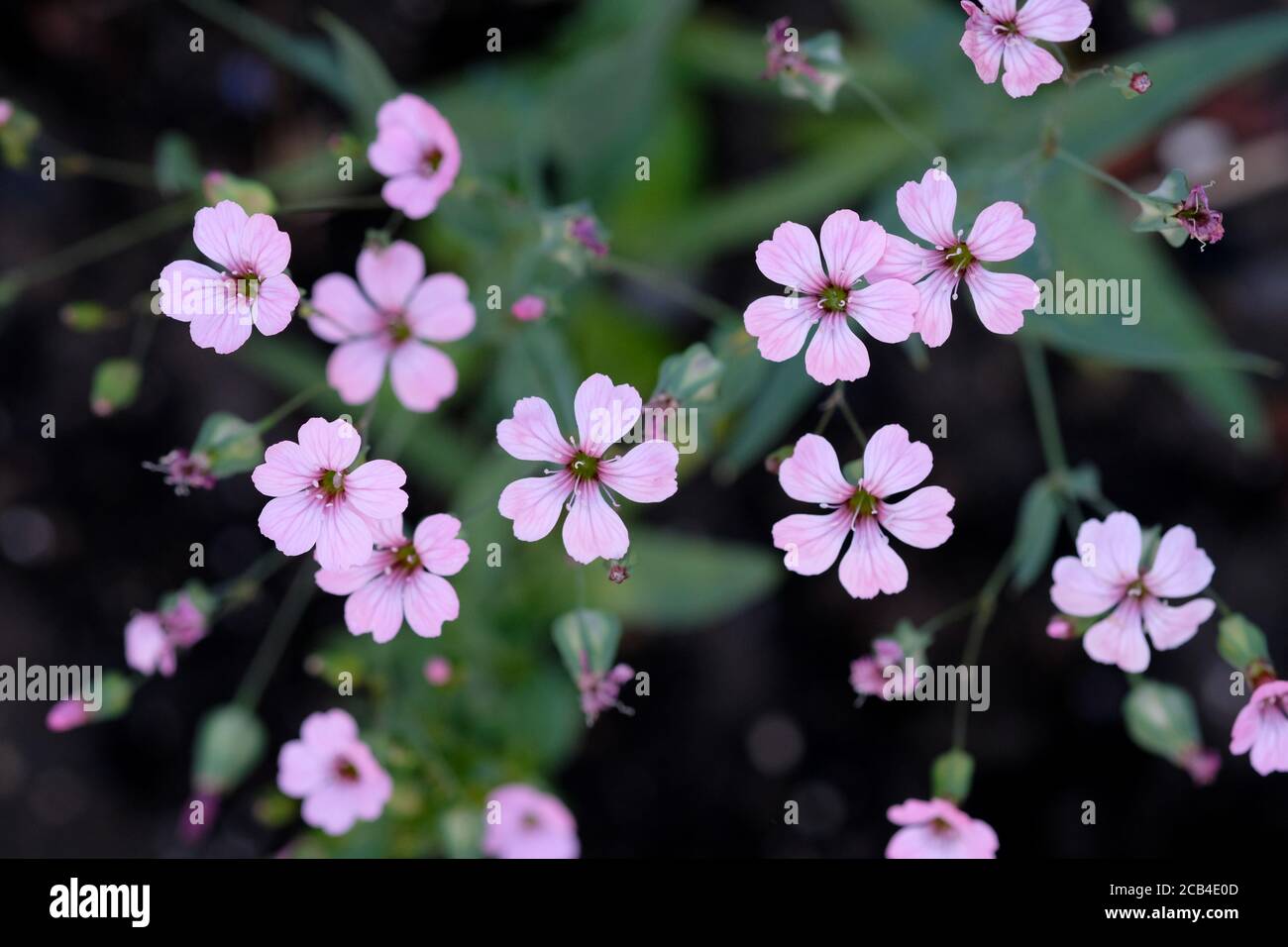 Gypsophila rose bush in the garden. Pink Star (Pink Star) - blossoms dark pink terry flowers. Small pink flowers top view. Stock Photo