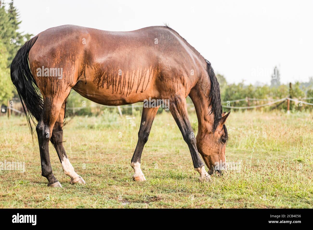 A wet horse with raindrops running down on fur. A horse standing in a green pasture during a