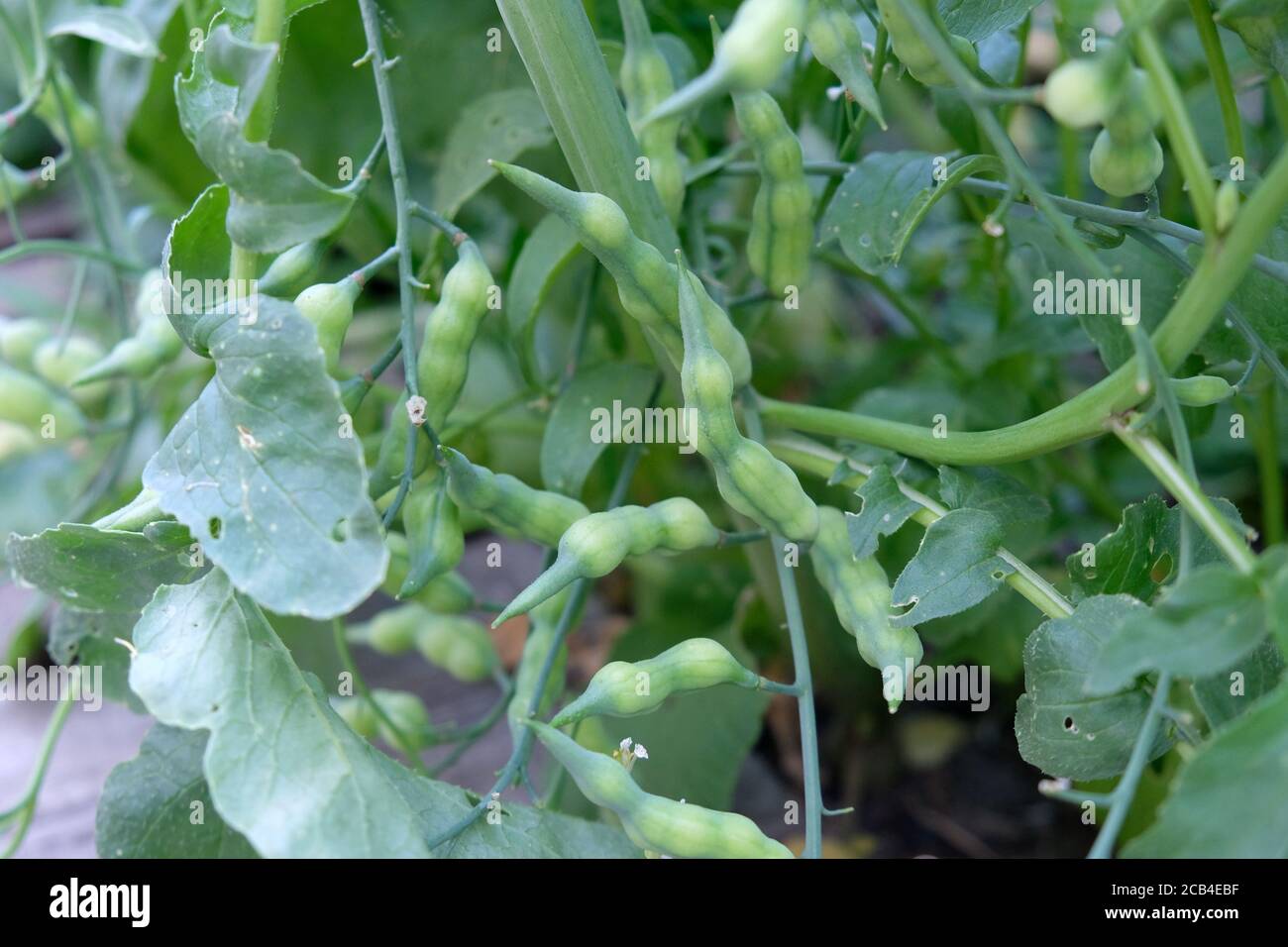 Green radish pods closeup. Pod radish with seed boxes. Growing radish