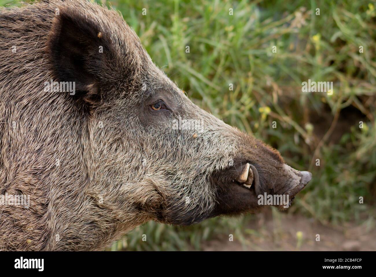 Portrait of Wild boar in the pine forest Stock Photo