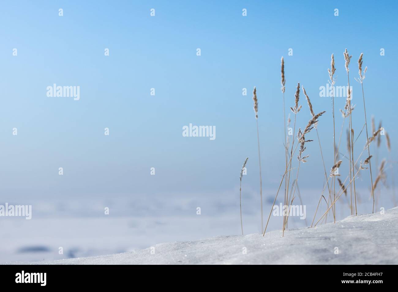 Reeds against a blue sky at sunny winter day. Dry stems of reed covered with hoarfrost, copy space. Stock Photo