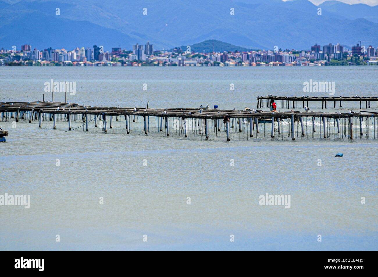 Cultivo de ostras hi-res stock photography and images - Alamy