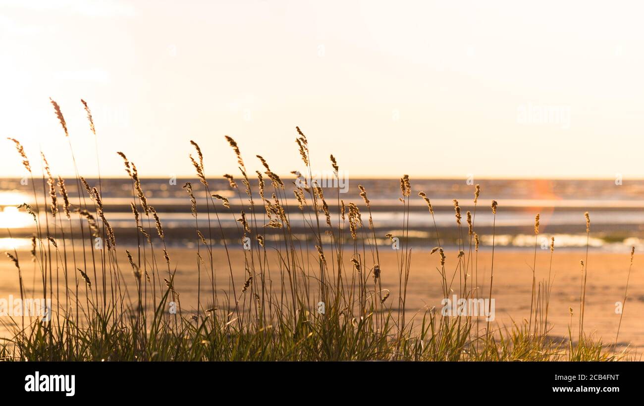 Beach dry grass, reeds, stalks blowing in the wind at golden sunset light, blurred sea on background Stock Photo
