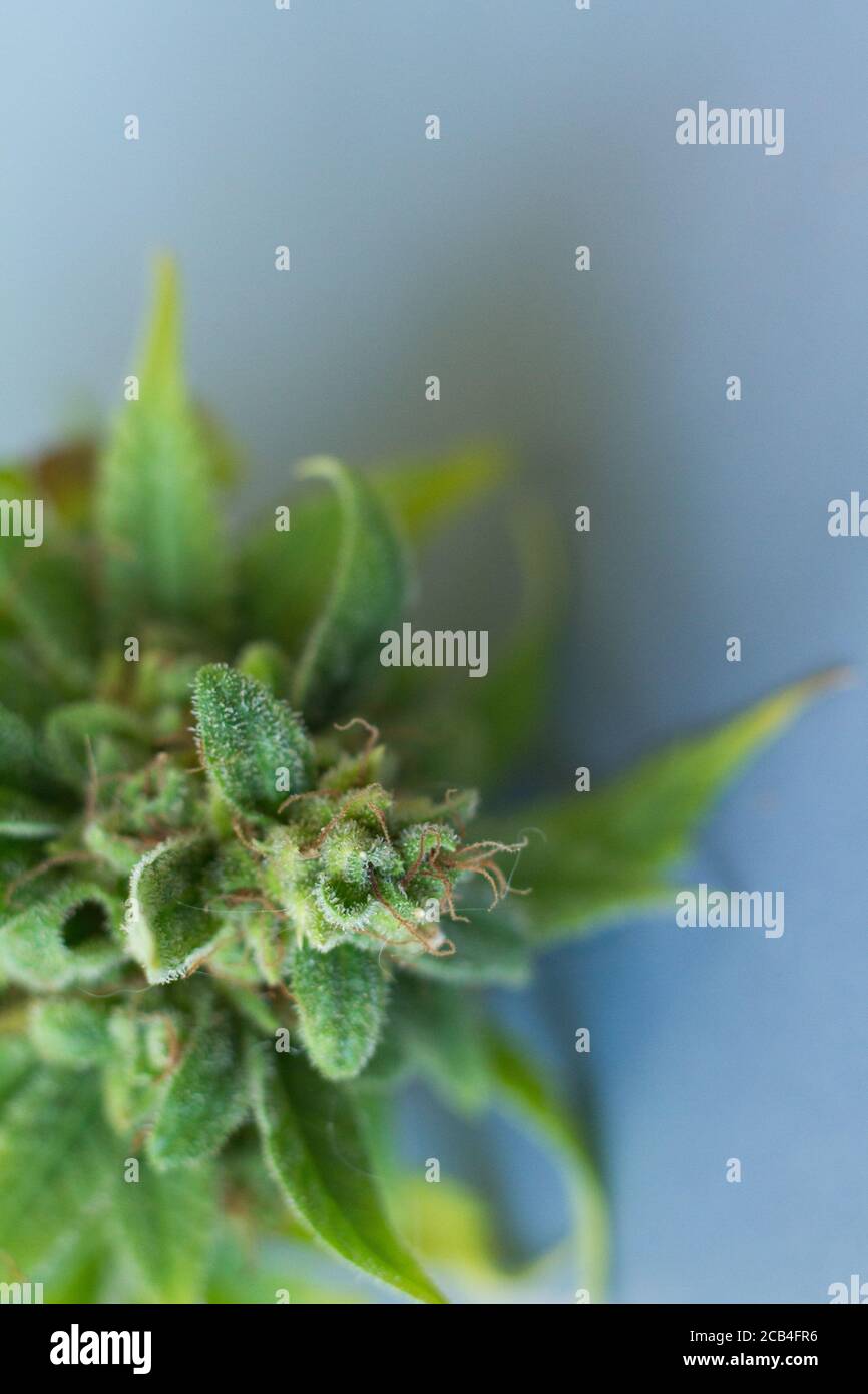 Close-up bump cannabis plant. Concept farm marijuana plantation. Can of cannabis buds CBD. Stock Photo